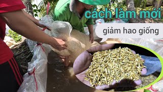 cách làm mới giảm hao hụt giống trong mùa mưa bão 138 l thanhdotv [upl. by Lal]