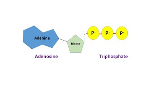 Structural Representation of a Nucleotide ATP and Functions of a Nucleotide [upl. by Leunamnauj]