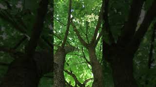 Norway Maple Acer platanoides Drummondii  canopy  June 2018 [upl. by Leen]