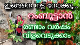 ഇങ്ങനെ ചെയ്‌താൽ 2 വർഷം കൊണ്ട് കൈ നിറയെ റംബൂട്ടാൻ  Rambutan Krishi  Rambuttan Planting Malayalam [upl. by Hsina]