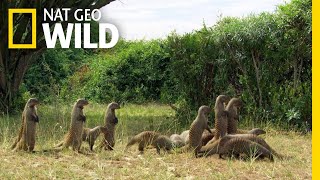 Mongooses Stick Together For Survival  Nat Geo Wild [upl. by Dranel]