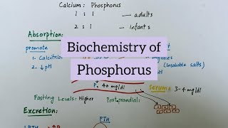 Phosphorus  Sources Functions Absorption Excretion  Biochemistry of Minerals [upl. by Innej]