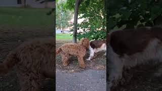 Cute puppy Oscar and a cocker spaniel 🤩 [upl. by Sollows]