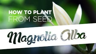 How to plant Magnolia Alba from seed 5 easy steps [upl. by Anitsrik]