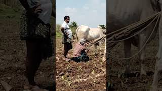 మిరప చేను దున్నుతుంటే అరక తాడు తెగిందిwomenfarmervillagewomenlifeagriculturefarmingvillagelife [upl. by Iidnarb164]