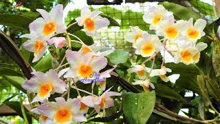 Beautiful Exotic Orchid Dendrobium Farmeri Pink Rosy Cluster [upl. by Rolfston926]