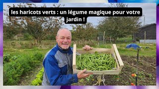 Les haricots verts  un légume magique pour votre jardin [upl. by Ubald463]