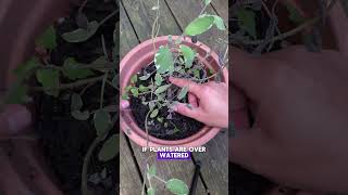 Dont overwater your plants water plants sage rain toomuch [upl. by Anoy]