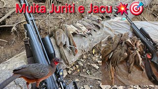 Caçada de Juriti na bebida Deu muita Juriti e Jacu 🎯 [upl. by Vinna]