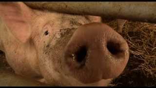 Le cochon Bio de La Ferme du Vieux Poirier en Alsace [upl. by Eidnalem]