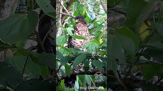 Call of juvenile Collared ForestFalcon [upl. by Nodnek870]