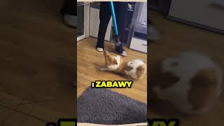 ODNALAZŁ nową ZABAWĘ🐶💨 [upl. by Barling766]