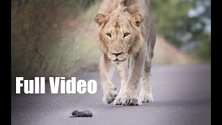 Lion finds newborn honey badger  Full video and commentary [upl. by Mathilde]