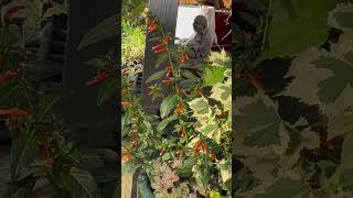 viralvideo colibrí plants flowers garden [upl. by Goodrich]