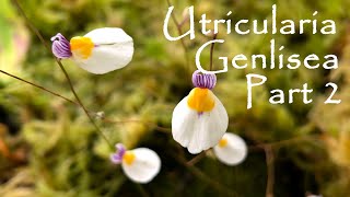 UTRICULARIA E GENLISEA  PART 2 [upl. by Nadirehs]