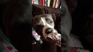 christmas music merrychristmas dog americanbully holiday [upl. by Ryhpez]