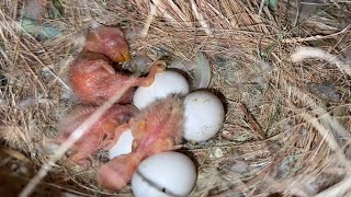 Lovebird Pale Fallow Best Breeding Performance [upl. by Alexandros]