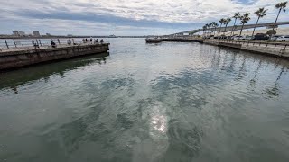 本日最速浜名湖新居海釣り公園（サビキ）速報📢【浜名湖釣り】🎣少し寝てから飛びます☝️ [upl. by Barncard]