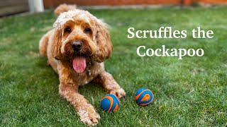 Scruffles the Cockapoo 🐶 [upl. by Bathilda]