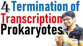 Transcription termination in prokaryotes  Prokaryotic transcription lecture 4 [upl. by Ailaro]