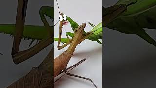 Mantis vs Mantis Epic Battle mantis [upl. by Brendan862]