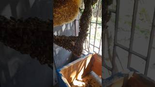 How Bees Build Their Hive shorts build [upl. by Yelena]