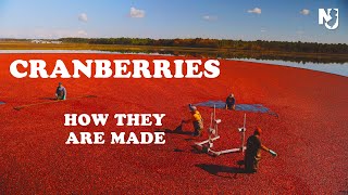 How Cranberries are Made in New Jersey [upl. by Ehtyaf599]