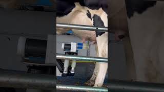 A milking in a minute dairy fullwood parlour farm milking roboticmilking cows dairyrobot [upl. by Yolande387]