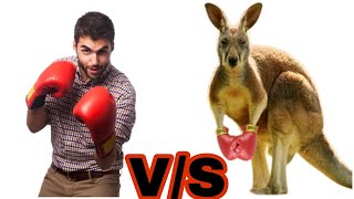 Man Vs Kangaroo Top 5 Kangaroo FightTop 5 Kangaroo Boxing [upl. by Godfrey766]