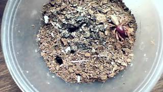 Woodlouse spider feeding [upl. by Idalia]