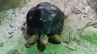 Radiated Tortoise  Singapore Zoo [upl. by Bahe]