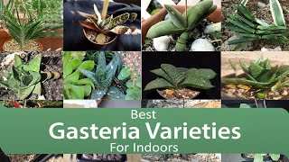 Best Gasteria Varieties For Indoors [upl. by Adekam]