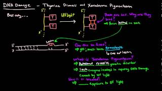 DNA Damage  Thymine Dimers and Xeroderma Pigmentosum [upl. by Fifine259]