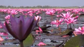 Thale Buadang Lotus flowers at lake Kumphawapi Udonthani [upl. by Iney]