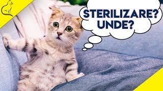 Sterilizare Pisici  Tot Ce Trebuie Sa Stii [upl. by Aneda]