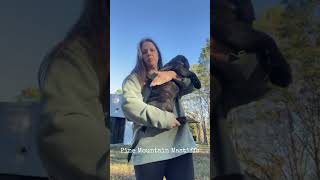 neapolitanmastiff mastiffpuppies canecorso boerboelpuppies mastiffs [upl. by Selrhc]