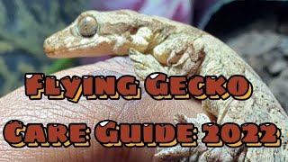 Flying Gecko care guide 2022 [upl. by Suitangi125]