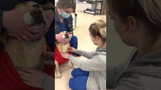 Canine Jugular Blood Draw PennFoster Externship 1 [upl. by Amitak]