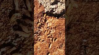 Termites termite insects termiteinspection [upl. by Redyr796]