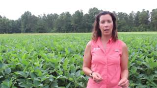 Sharpen Herbicide Soybean Desiccation [upl. by Freddie]