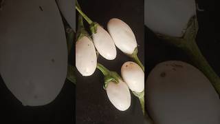 गावरान पांढऱ्या वांग्याची सोपी चविष्ट भाजीwhite egg plant recipevangyachi bhaji [upl. by Delilah]