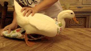 Dino Ducky Diapers How to dress your duck [upl. by Emmeram]