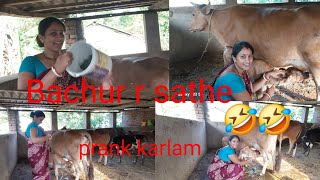 Gai r 🐄bachur r sathe parnk😂 karlam 🫠cow milkig vlogs kalyani vlogs tedingshort [upl. by Bonnee]