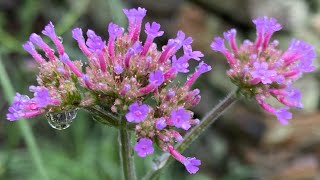 Growing Verbena Bonariensis [upl. by Malliw610]