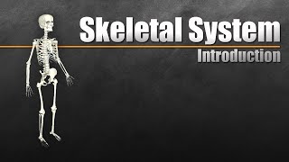 Introduction to the Skeletal System In 7 Minutes [upl. by Perni]