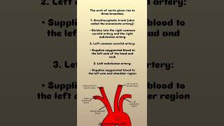 BRANCHES OF ARCH OF AORTA 🧐👀💯aorta branchesofaorta heart PhysioBerry29 [upl. by Ecnaiva596]