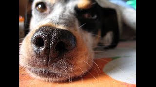 Some Home Remedies for Ear Mites in Dogs [upl. by Lallage]