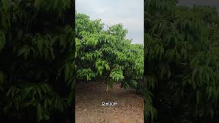 For Litchi shoot control use ethephon  paclobutrazol 荔枝控梢的配方，打乙烯利多效唑磷酸二氫鉀 [upl. by Nidraj]