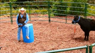 The Ultimate Cow Halter Breaking and Training A Crazy Heifer [upl. by Crichton]