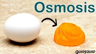 Eggs and Osmosis  A Fun Science Experiment [upl. by Atrebor685]